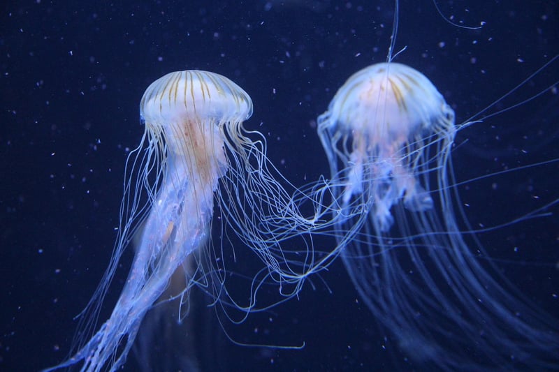 Oceanic Wonders