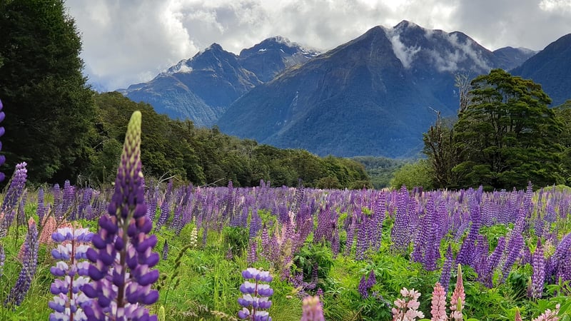 Milford Track, New Zealand