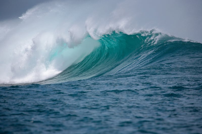 Oceanic Beauty